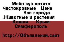 Мейн-кун котята чистокровные › Цена ­ 25 000 - Все города Животные и растения » Кошки   . Крым,Симферополь